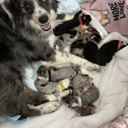 Miniature Australian Shepherd Puppies from Lunaussies