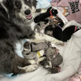 Miniature Australian Shepherd Puppies from Lunaussies