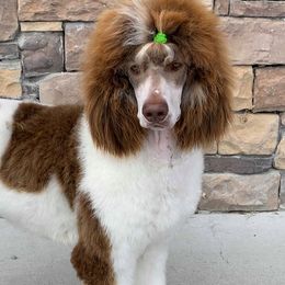 Poodles from Cherry Creek Standards