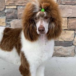 Poodles from Cherry Creek Standards