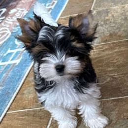 SD99 Biewers Chloe - Black tan and white Biewer Terrier puppy in Lebanon, Oregon from SD99Biewers