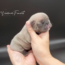 French Bulldog Puppies from Woodlands Frenchies
