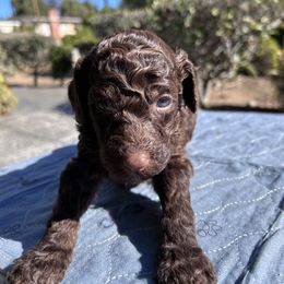 Clove Garland - Brown female Poodle puppy in Corona, California from Garden Of Poodles