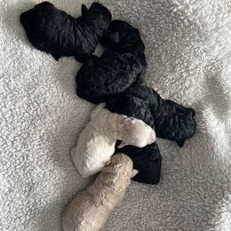 Poodles and Yorkipoos from Beam Kennels