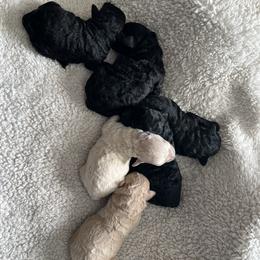 Poodles and Yorkipoos from Beam Kennels