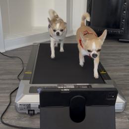 Chihuahua All Grown Up from Keljim's Chihuahuas