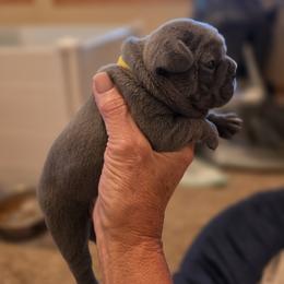 Girl 1 - Blue female French Bulldog puppy in Crane, Missouri from James River French Bulldogs