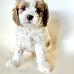 Showgirl - Blenheim female Cavapoo puppy in Vineyard, Utah from Pitter Patter Puppies