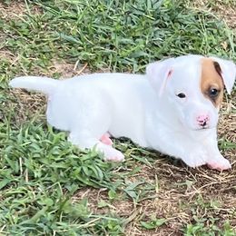 Charlie Daniels - White and tan male Russell Terrier puppy in London, Kentucky from Norvell Kennels