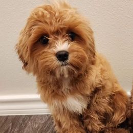 Reese - Cavapoo