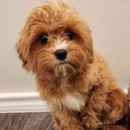 Reese - Cavapoo