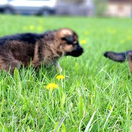 German Shepherd Puppies from K9 Academy