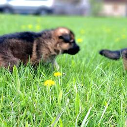 German Shepherd Puppies from K9 Academy
