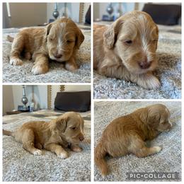 Apricot Abstract Girl - Apricot female Goldendoodle puppy in Lancaster, South Carolina from Silver Hill Farm SC