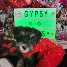 Miniature Schnauzer Puppies from T & A Cali Schnauzer