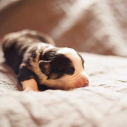 Boy 3 - Black and tan male Pembroke Welsh Corgi puppy in La Grange, Wyoming from Merrygold Corgis