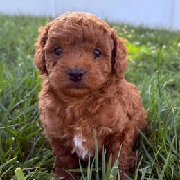 Oliver - Red  male Poodle puppy in Morehead, Kentucky from Paw Perfect Pets
