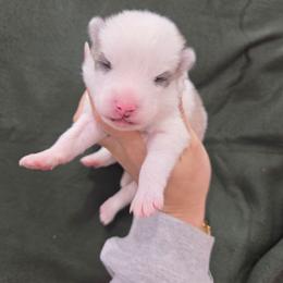 Croix - Silver and white male Pomsky puppy in Mc Callsburg, Iowa from SZ Rolling Acres LLC