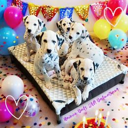 Dalmatian Puppies from Rainier DALS LUA Dalmatians