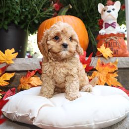 Girl 1 - Cavapoo puppy in New Jersey from Home Grown Doodles LLC