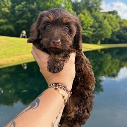 Waffle - Chocolate and tan female Dachshund puppy in Maidsville, West Virginia from L&B Lowriders
