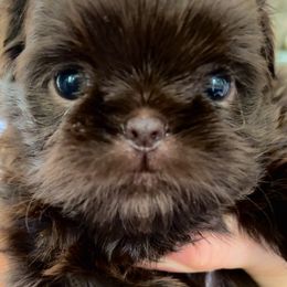 Shih Tzu puppies from Shih Tzu Show Offs