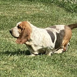 Basset Hounds from Ozark Mountain Kennel- Basset Hounds