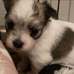 Maltese, Morkies, and Yorkshire Terriers from Mountain Top Hot Tailz