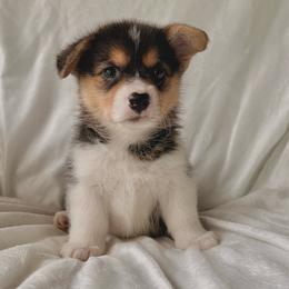 Girl 4 - Black and tan female Pembroke Welsh Corgi puppy in Northwood, Iowa from Sorrel Sands Corgis