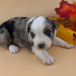 Bailey - Blue merle female Australian Shepherd puppy in Asheboro, North Carolina from Stellar Aussies