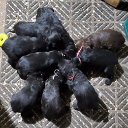 Double Doodles and Labradoodles from KC and Co Labradoodles