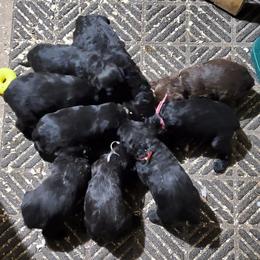 Double Doodles and Labradoodles from KC and Co Labradoodles