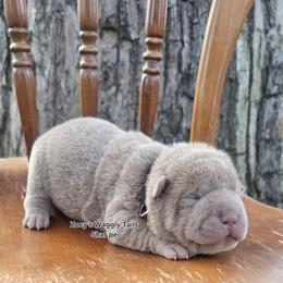 Raj - Lilac dilute male Chinese Shar-Pei puppy in Minden, Louisiana from Zoey's Waggly Tails