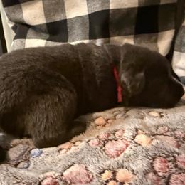 Hot Pink - Charcoal female Dilute Retriever puppy in Marion, Illinois from Summer Lovin’ Labradors of Southern Illinois