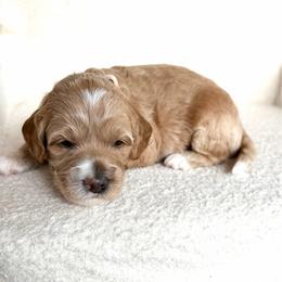 Muffin - Caramel female Australian Labradoodle puppy in Auburn, Washington from West Valley Labradoodles