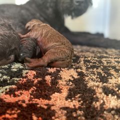 Barbet Puppies from Hydrangea Hills Farm