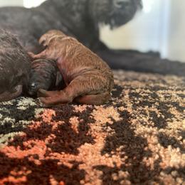 Barbet Puppies from Hydrangea Hills Farm