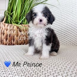 Boy 1 - male Sheepadoodle puppy in Sulphur Bluff, Texas from V6 Ranch Dogs
