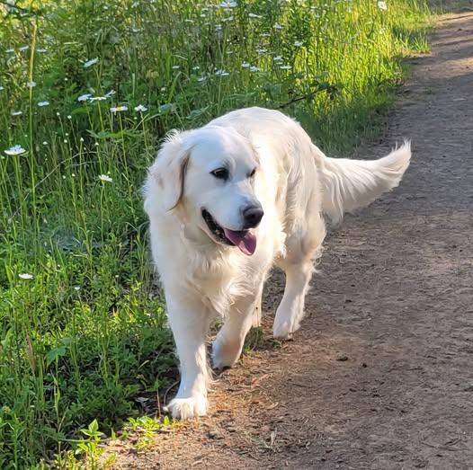 Ziva