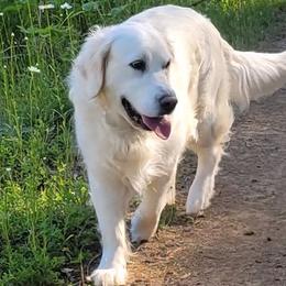 Ziva - Golden Retriever