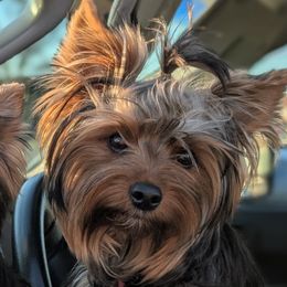 Cleo - Yorkshire Terrier