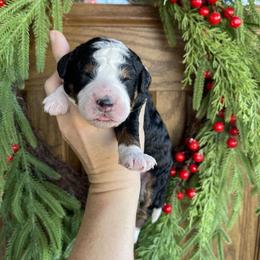 Girl 3 - female Bernedoodle puppy in Superior, Arizona from Mountain Bridge Doodles