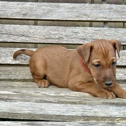 Irish Terrier and Scottish Terrier Puppies from Avonlea Terriers