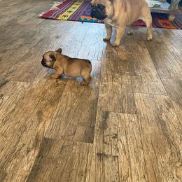 French Bulldog Puppies from Bullpen Frenchies