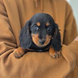 Lyra - Black and tan female Dachshund puppy in Crystal, Michigan from Mare-bella Dachshunds