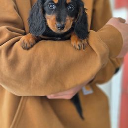 Lyra - Black and tan female Dachshund puppy in Crystal, Michigan from Mare-bella Dachshunds