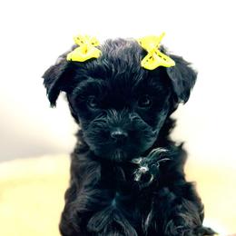 Hellen - Black and tan brindle female Havapoo puppy in Loveland, Colorado from Littledoodles2love