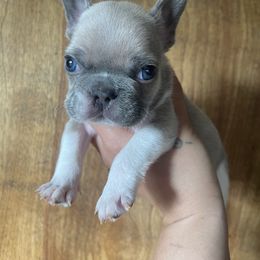 French Bulldog Puppies from Blue Apple Frenchies