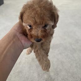 Poodle Puppies from ItalianToyPoodles