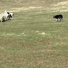 Border Collies and Karakachans from CK9